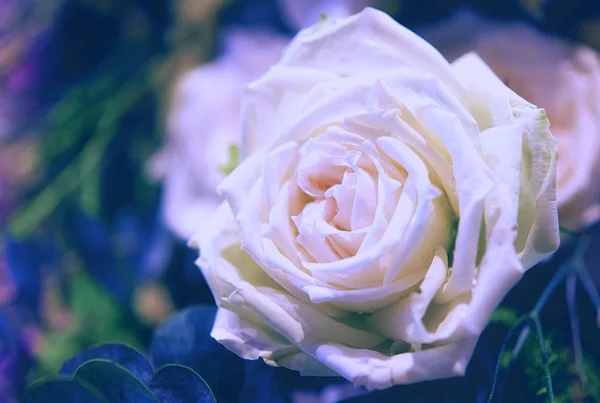Красиві троянди квітка — стокове фото