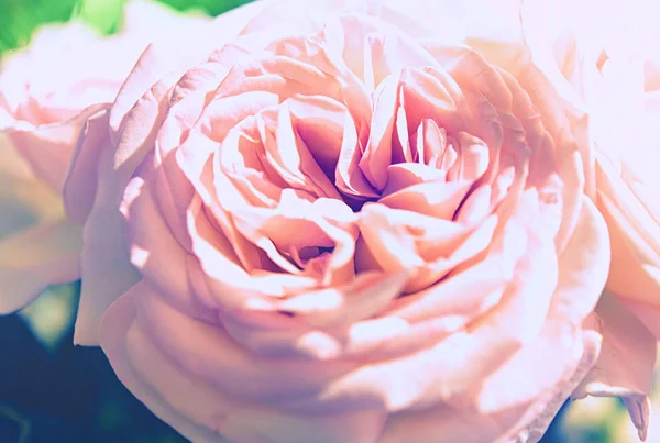 Mooie rozen bloem — Stockfoto