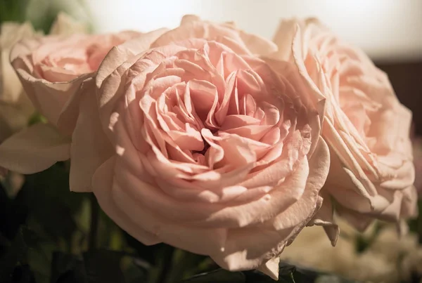 Beautiful roses flower — Stock Photo, Image