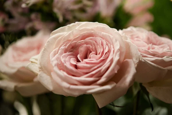 Beautiful roses flower — Stock Photo, Image