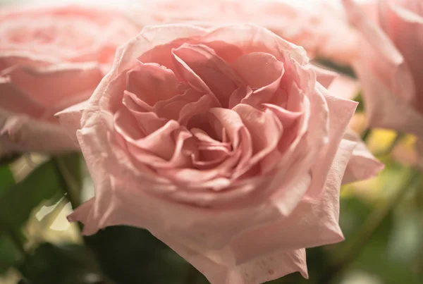 Beautiful roses flower — Stock Photo, Image