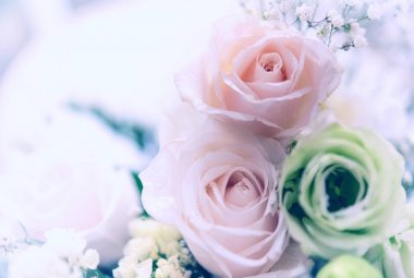 güzel güller çiçek