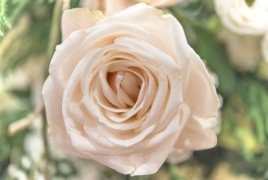 güzel güller çiçek