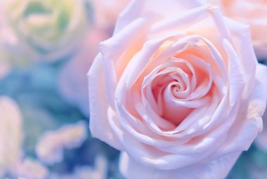 güzel güller çiçek