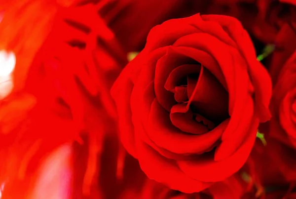 Gyönyörű Rózsa virág — Stock Fotó