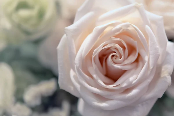 Hermosas rosas flor — Foto de Stock