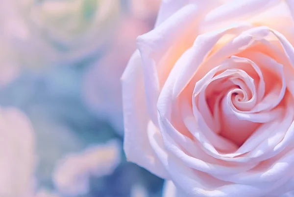 Mooie rozen bloem — Stockfoto