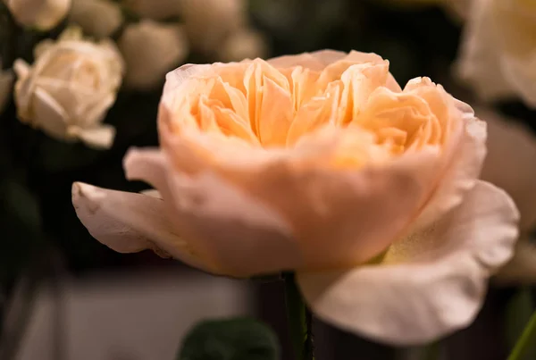 Schöne Rosen blühen — Stockfoto