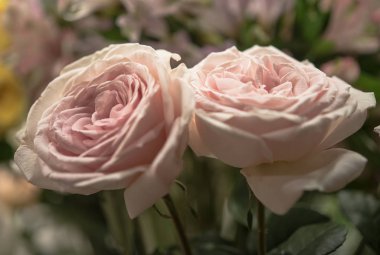 güzel güller çiçek