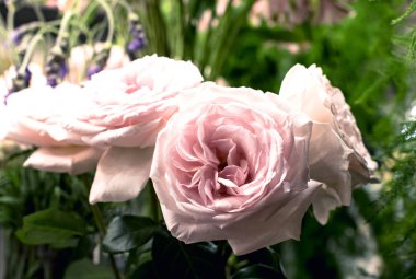 güzel güller çiçek