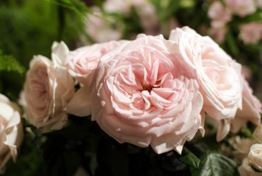 güzel güller çiçek