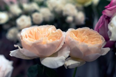 güzel güller çiçek