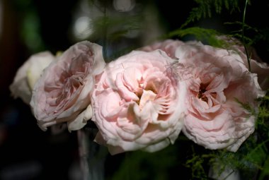 güzel güller çiçek