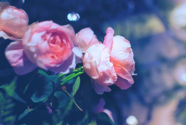 güzel güller çiçek