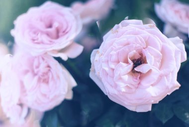 güzel güller çiçek