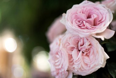 güzel güller çiçek