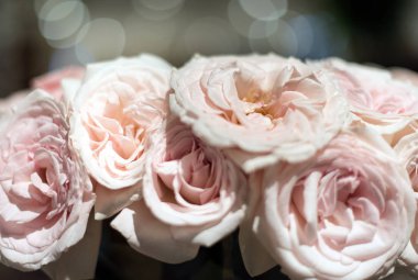 güzel güller çiçek