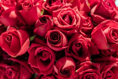 güzel güller çiçek