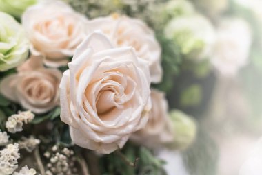 güzel güller çiçek