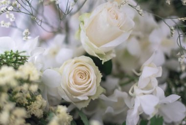 güzel güller çiçek