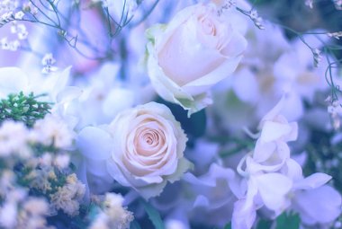 güzel güller çiçek