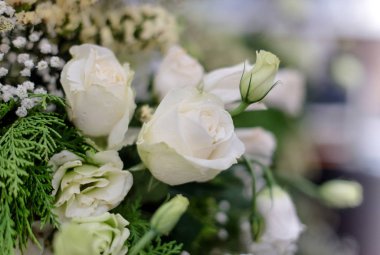 güzel güller çiçek