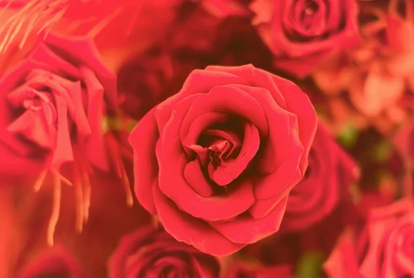 Beautiful roses flower — Stock Photo, Image