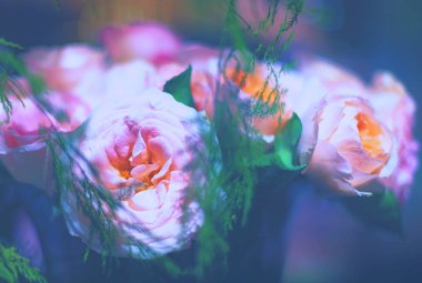 güzel güller çiçek