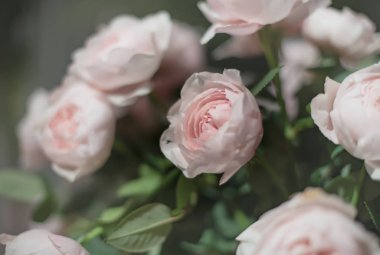 güzel güller çiçek