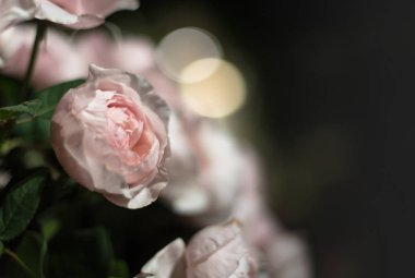 güzel güller çiçek