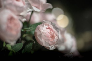 güzel güller çiçek