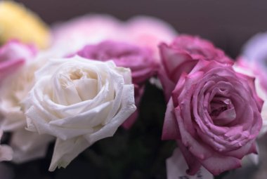 güzel güller çiçek