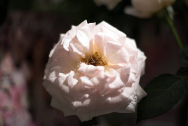 güzel güller çiçek