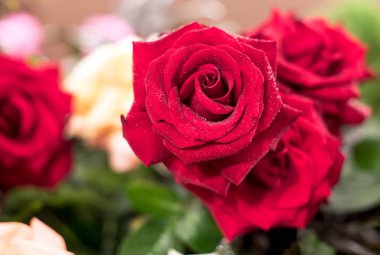 güzel güller çiçek