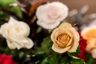 güzel güller çiçek