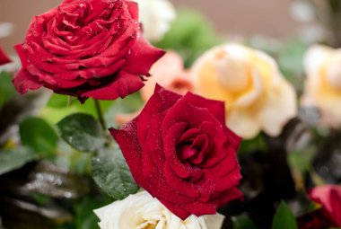 güzel güller çiçek