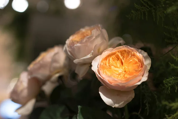 Schöne Rosen blühen — Stockfoto