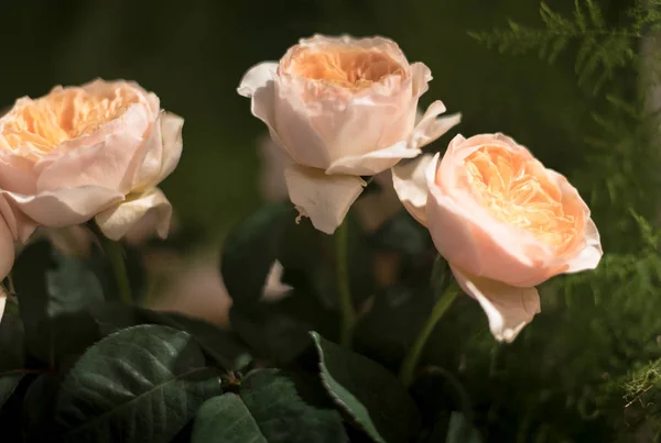 Schöne Rosen blühen — Stockfoto