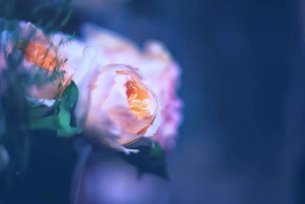 Красиві троянди квітка — стокове фото