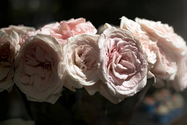 Schöne Rosen blühen — Stockfoto