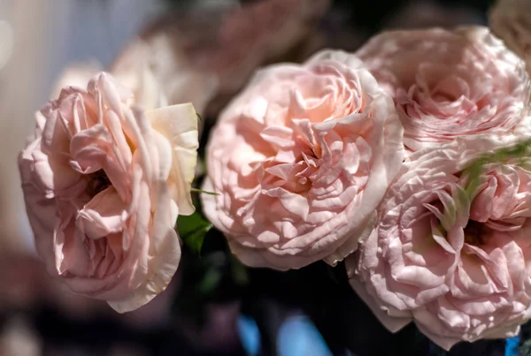 Красивый цветок роз — стоковое фото