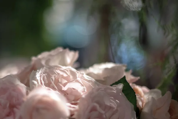 Schöne Rosen blühen — Stockfoto