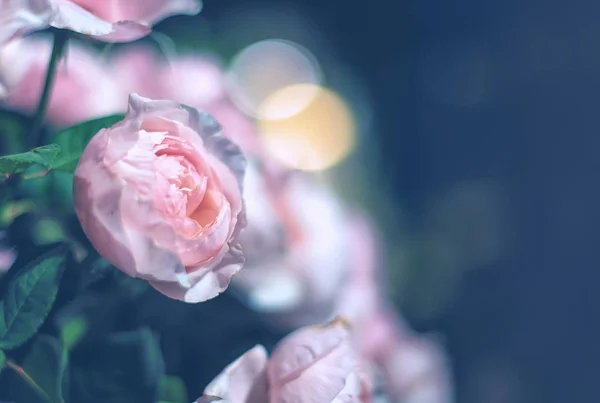 Beautiful roses flower — Stock Photo, Image