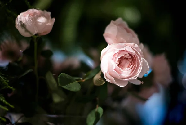 Schöne Rosen blühen — Stockfoto