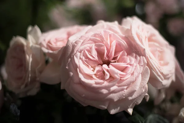 美丽的玫瑰花卉 — 图库照片