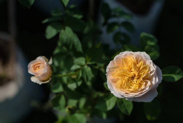 Bellissime rose fiore — Foto Stock