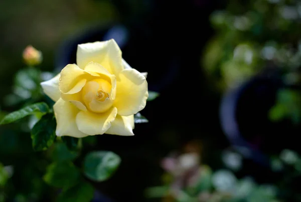 Lindas rosas flor — Fotografia de Stock