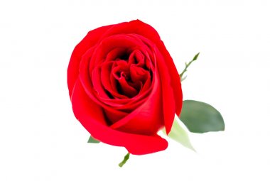 Beyaz Kırpma sıvazlama izole kırmızı gül