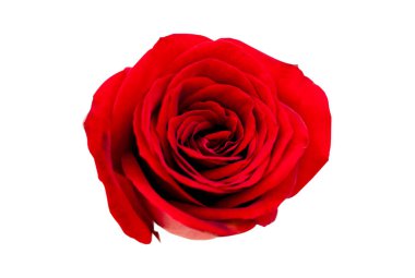 Beyaz kırpma yolu üzerinde izole kırmızı gül