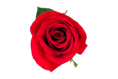 Beyaz kırpma yolu üzerinde izole kırmızı gül